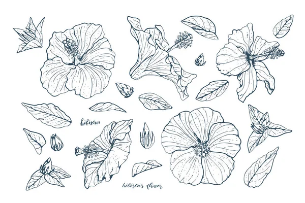 Uppsättning av Vintage Line konst hibiskus blommor och blad med mörkblå kontur isolerad på vit bakgrund. — Stock vektor