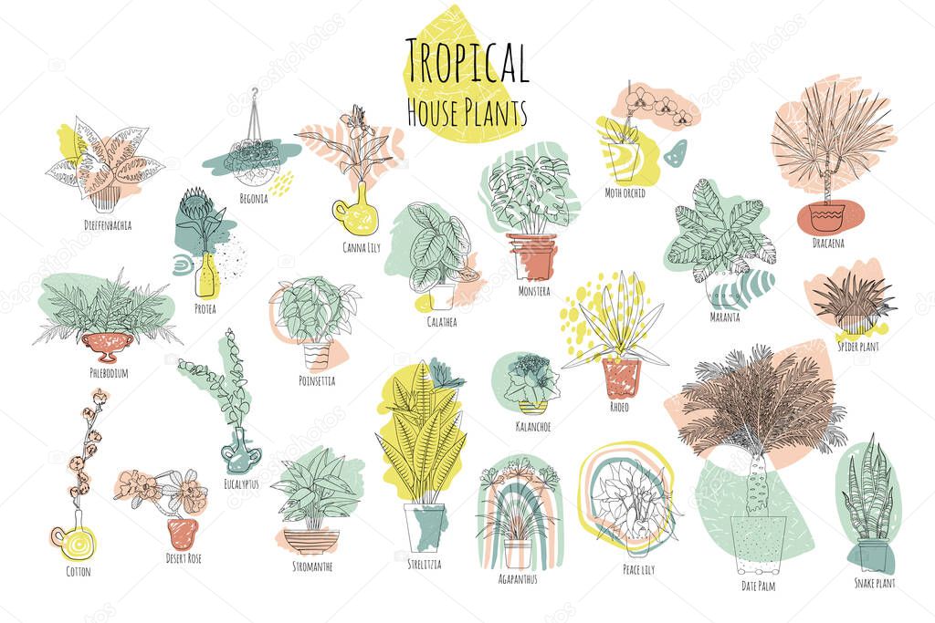 Set of various tropical house plants in planters, with names. Black line art style. Boho abstract shapes on background