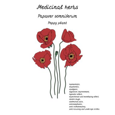 El çizimi sanatının çizimi. Sağlık yararları hakkında bilgi içeren şifalı bitki haşhaşı.