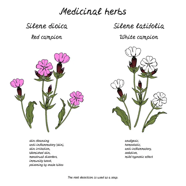 Line art illustratie van de hand getrokken geneeskrachtige kruid campion bloem met informatie over de voordelen voor de gezondheid tekst. — Stockvector