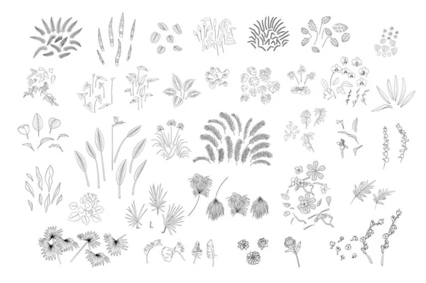 Set of various monochrome tropical house plants leaves and flowers. — Stock Vector