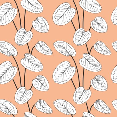 Tropikal beyaz kalathea siyah çizgiler çiziyor..