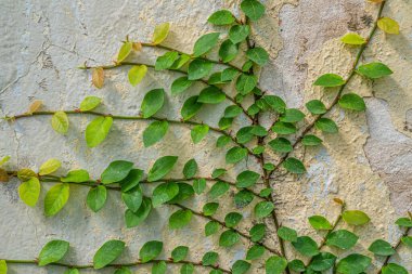 Beyaz duvar arka planında yeşil sarmaşık sarmaşık bitkisi.