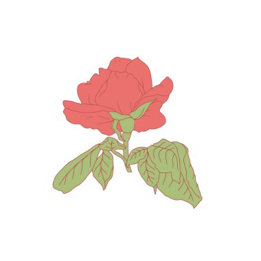 El çizimi sanat eseri kırmızı gül çiçeği beyaz arka planda izole edilmiş. Romantik botanik vektör çizimi