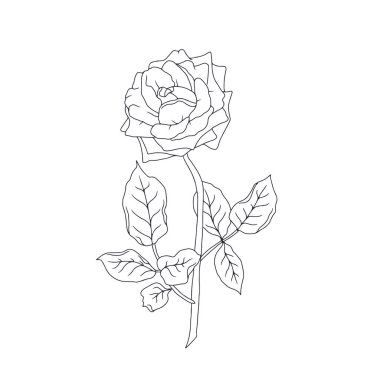 El çizimi siyah ve beyaz çizgili, beyaz arka planda yaprakları olan bir gül çiçeği. Romantik botanik vektör çizimi