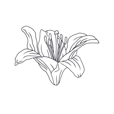 El çizimi siyah çizgili sanat zambağı çiçek açar. Tek renkli doğum ayı mayıs çiçeği. Botanik vektör çizimi beyaza izole edildi.