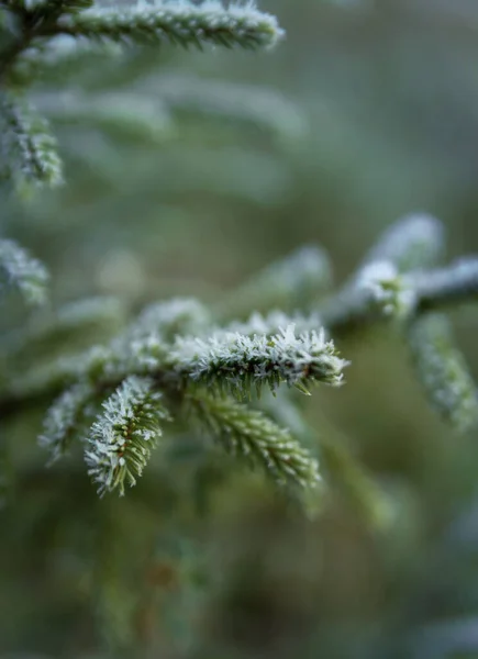 Green Branch Christmas Tree Covered Frost Late Autumn Selective Focus — Stock Photo, Image