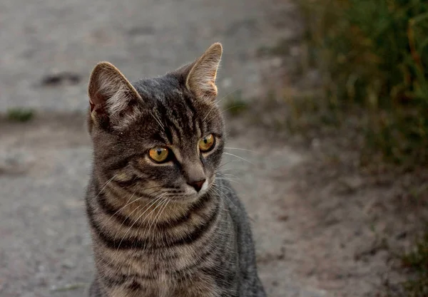 Sarı gözlü benekli kedi kaldırımda oturuyor.