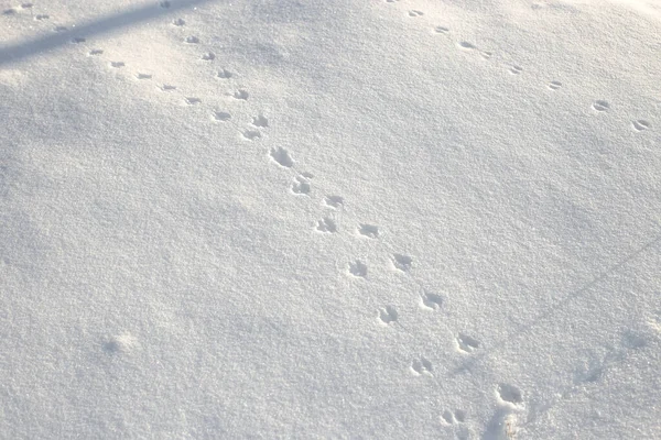 Kedi ilk karla kaplı bir şekilde yerde geçti ve arkasında izler bıraktı..