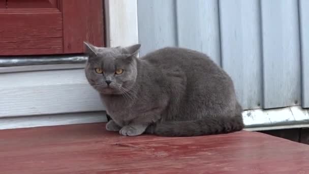 Χοντρή Γκρίζα Γάτα Καθόταν Στα Σκαλιά Της Βεράντας Φοβήθηκε Και — Αρχείο Βίντεο