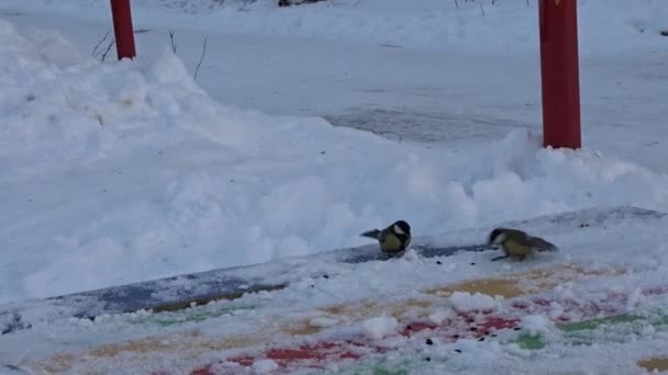 Pequenos Pássaros Com Seios Amarelos Bicam Sementes Espalhadas Por Pessoas — Vídeo de Stock