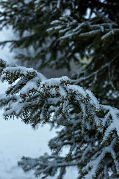 Ramo Abete Innevato Contro Paesaggio Neve Durante Giorno Invernale Focus — Foto Stock