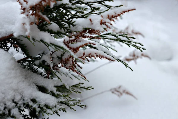 Rami Verdi Tui Sono Coperti Neve Nel Giardino Inverno Focus — Foto Stock