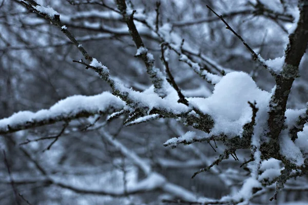 Las Ramas Ciruelo Están Cubiertas Nieve Blanca Jardín Invierno Enfoque —  Fotos de Stock