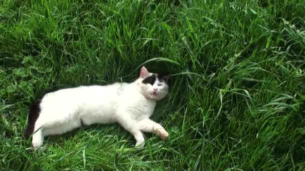 Λευκή Γάτα Μαύρες Κηλίδες Βρίσκεται Στο Πράσινο Γρασίδι Και Meows — Αρχείο Βίντεο
