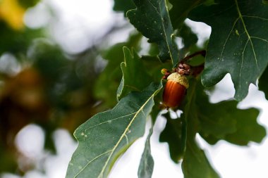 Meşe dalında yeşil yapraklarla meşe ağacı asılı.