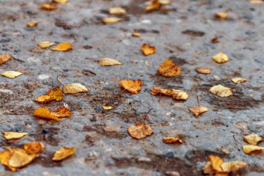 Gri beton levhada düşen sarı yapraklar.