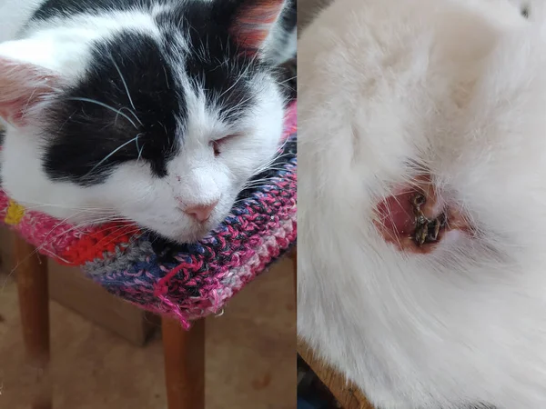 Köpekle dövüştükten beş gün sonra yaralı kedi..