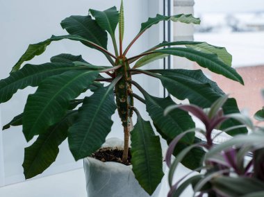 Yeşil yapraklı bitki kışın pencere kenarında durur. Seçici odak