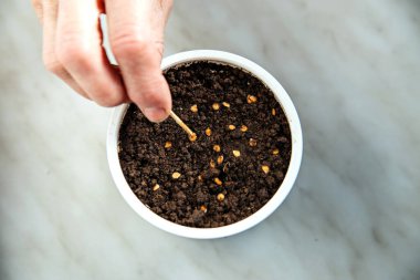 Tohumlar gri yüzeyde duran beyaz kasede ekilir. Seçici odak