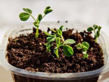 Yeşil bitkiler plastik kutuda bulunan toprakta yetişir. Seçici odak