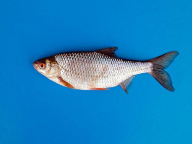 Kırmızı gözlü balıklar, mavi yüzgeçli kırmızı ve siyah yüzgeçler.