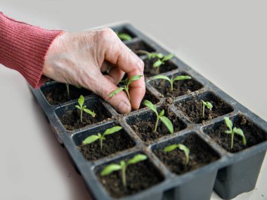 Toprak kutularına yeşil bitkiler ekiyorum..