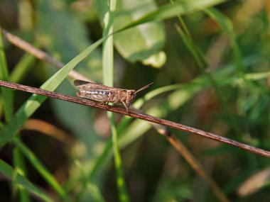 Kahverengi çekirge yazın yeşil çimlerin arasında bir sopanın üzerinde oturur. Seçici odak