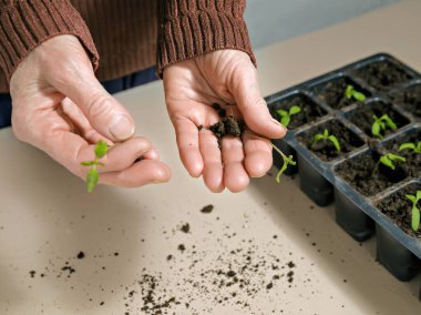 Genç bitkiler kutulara yerleştirilmeye hazır ve toprak kadınların elinde. Seçici odak