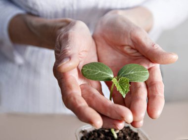Green cucumber sprout in jar of soil among women's hands.