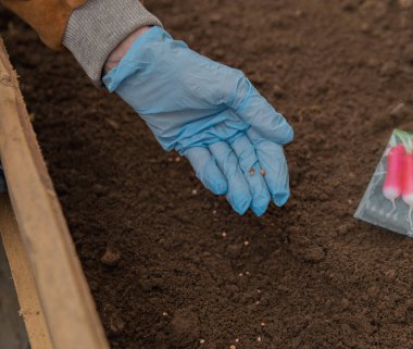 Bitki tohumları serada toprağa yanar. Tohumlar, paketler, gevşek toprak, eldiven.