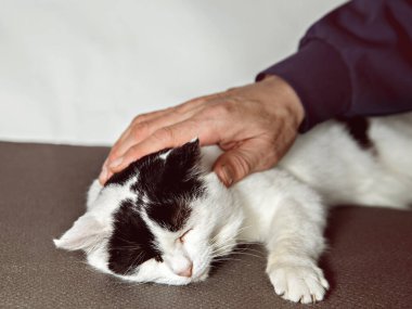 İnsan gri yüzeyde siyah lekeli beyaz kediyi okşar..