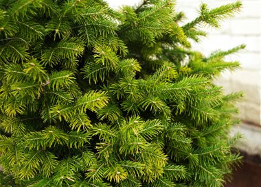 Bahar günü dallarında açık yeşil iğneler olan ladin..