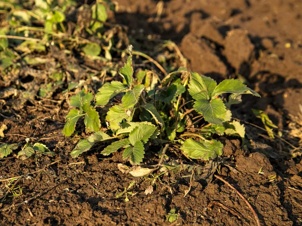 Arbusto Morango Com Folhas Verdes Solo Escuro Dia Ensolarado Primavera — Fotografia de Stock