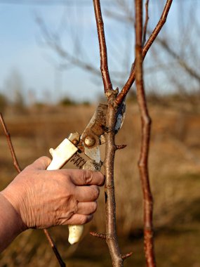 Sektör bahar günü elma ağaçlarında fazladan dallar kesti.