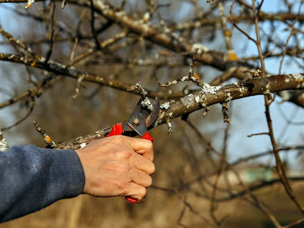 Man cuts off damaged branches with pruner on spring day.