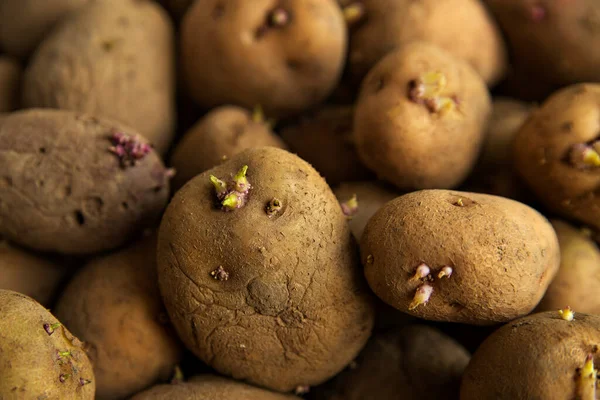 Masada yeşil ve pembe lahanalı kahverengi patates yumrusu var. Seçici odak