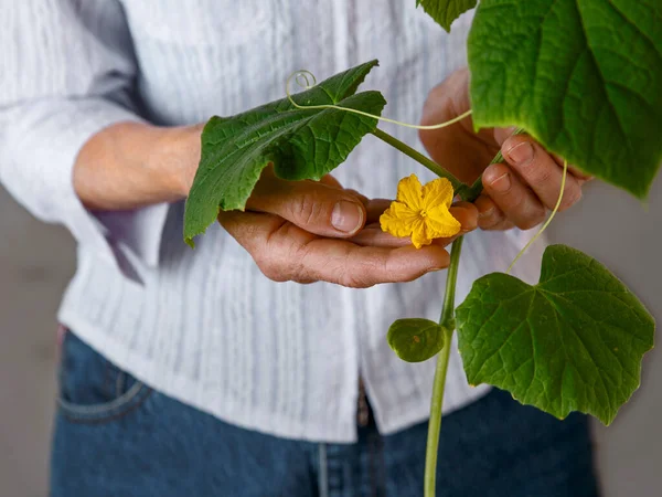 Flor Pepino Amarelo Nas Mãos Mulher — Fotografia de Stock