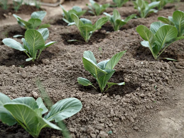 Cabbage Bushes Green Leaves Grow Brown Soil — Stok Foto