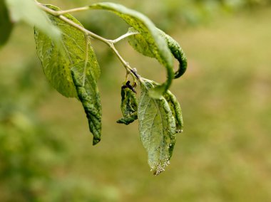 Yaprak biti hasarlı erik yaprakları kimyasal tedavisiz.