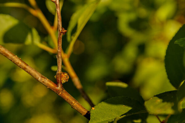 Light yellow resin on plum branch among green leaves. Plant disease. Selective focus