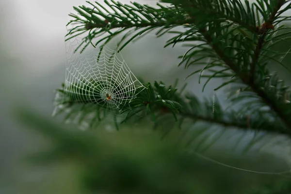 Spinne Netz Zwischen Kiefernnadeln Frühen Morgen Selektiver Fokus — Stockfoto