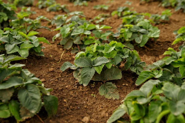 Arbustos Morango Verdes Solo Marrom Foco Seletivo — Fotografia de Stock