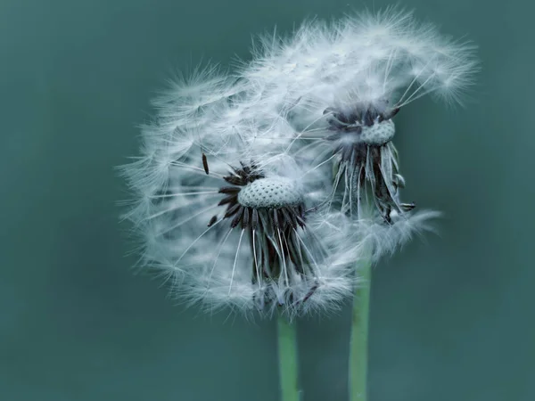 Sneeuwwitje Paardenbloem Zaden Stam Blauwe Achtergrond Selectieve Focus — Stockfoto