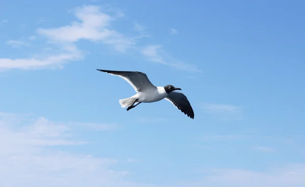 Gaviota planeadora —  Fotos de Stock