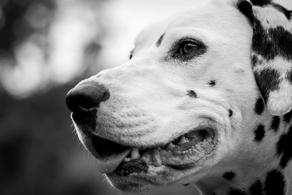 Nice dalmatian face — Stock Photo, Image