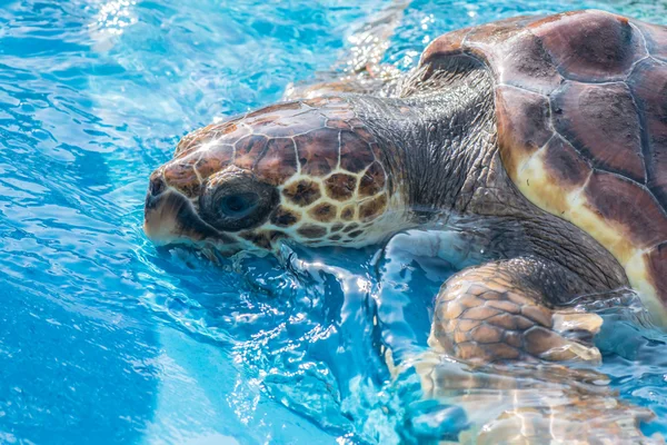 Tortuga marina — Foto de Stock