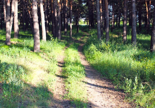 Дорога Хвойному Лісі Сонячний Літній День — стокове фото