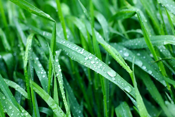 Hierba Verde Joven Con Gotas Agua Rocío Perfecto Como Fondo —  Fotos de Stock