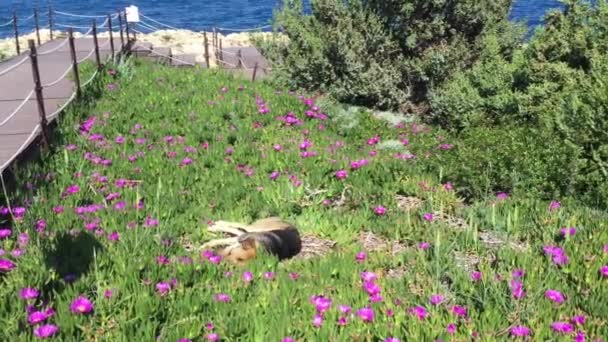 Happy Dog Lies Flowers Background Sea Щасливий Пес Бреше Квітах — стокове відео